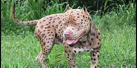 [Gallery] These Are The Rarest And Most Stunning Dog Breeds In The ...