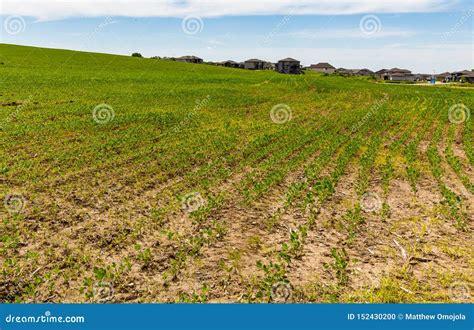 Rows of Young Sprouting Soybeans on a Farm Stock Photo - Image of ...