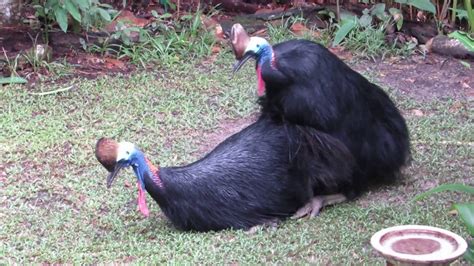 cassowaries mating, July 2016 - YouTube