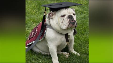 Beloved University of Redlands mascot graduates following cancer diagnosis