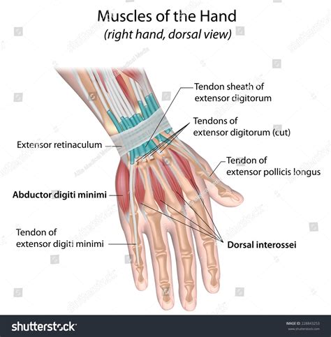 Illustration Of The Muscles Of The Hand This Is A Dorsal Superficial ...