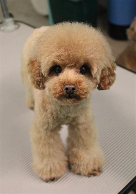 Toy Poodle Haircut, Puppy Haircut, Toy Poodle Puppy, Poodle Puppy ...