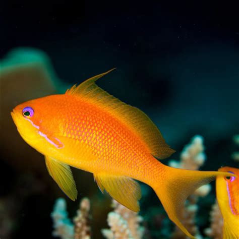 Pseudanthias Squamipinnis Female | Aber Aquatic Είδη Ενυδρείων