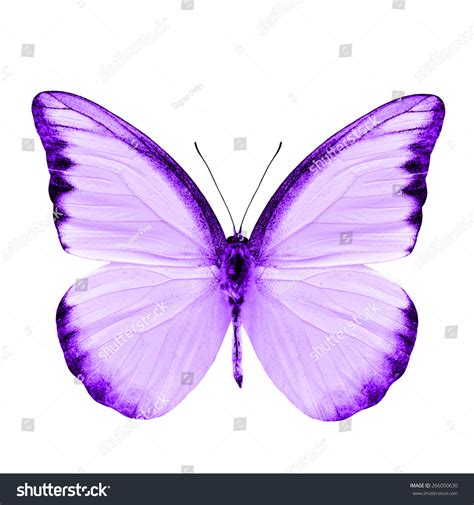 1,776 Metamorphosis. Purple Butterfly Images, Stock Photos, and Vectors ...