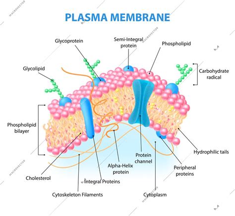 Realistic human cell anatomy infographics with diagram showing plasma ...