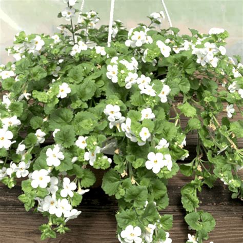 Bacopa – White – Hanging Basket – Pochedly Greenhouses