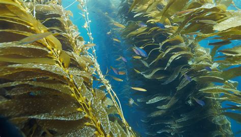 Species Archetype Models of Kelp Forest Communities Reveal Diverse ...