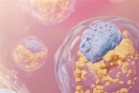 Embryo Models — About Stem Cells