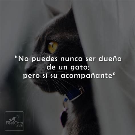 Frases de Gatos, graciosas y bonitas con imágenes | FeelCats | Gatos ...