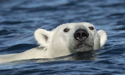 Majestic Polar Bear Swimming in Franz Josef Land