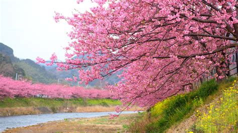 Cherry Blossom Season in Kawazu, Japan Has Arrived—Take a Look | Condé ...