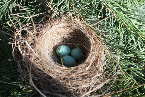 Chipping Sparrow Eggs by KeswickPinhead on DeviantArt