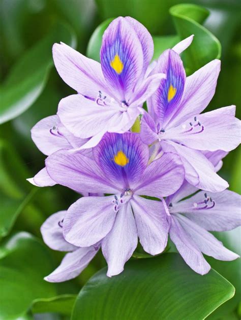 11 Best Winter Garden Plants To Grow This Year