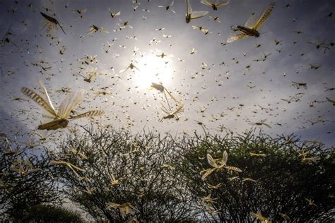 Massive locust swarms bring destruction and heartbreak for millions ...