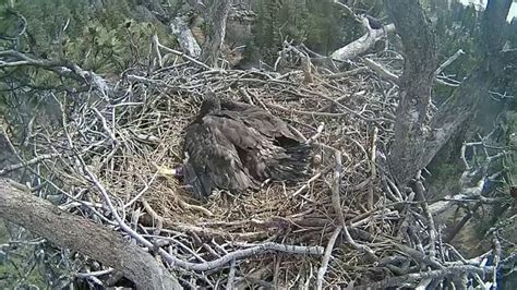 Big Bear Bald Eagle Cam