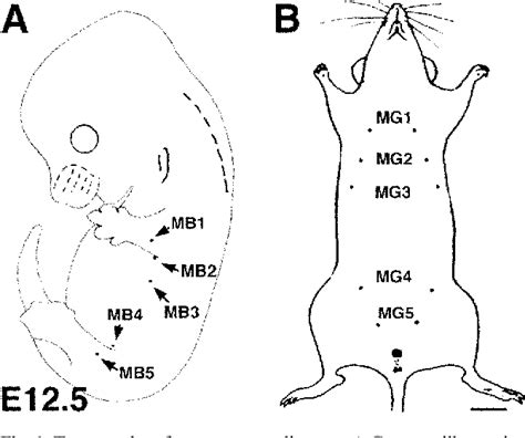 Figure 1 from Mouse embryonic mammogenesis as a model for the molecular ...