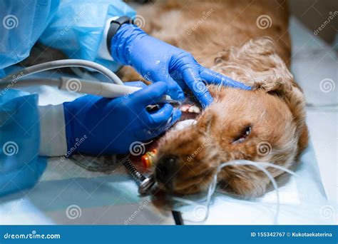 Close-up Procedure of Professional Teeth Cleaning Dog in a Veterinary ...