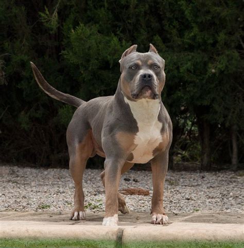 American Bully XL vs XXL: Understanding the differences - American ...