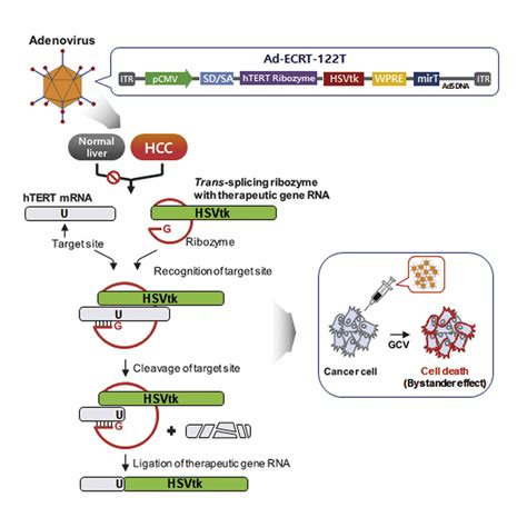 Gene Therapy Cancer