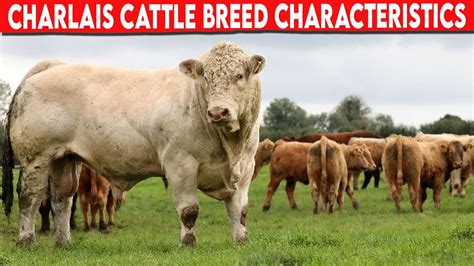 ⭕ CHAROLAIS CHARACTERISTICS, ALSO KNOWN AS CHAROLESA OR CHAROLAISE ...