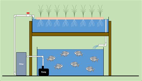 Aquaponics: System Layout and Components | Land-Grant Press