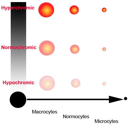 Blood cell indices - MCV and MCHC