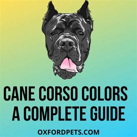 Cane Corso Colors - A Complete Guide - Oxford Pets