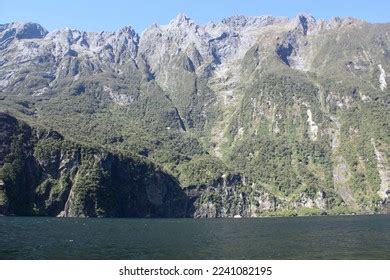 824 Milford Sound Wildlife Images, Stock Photos & Vectors | Shutterstock