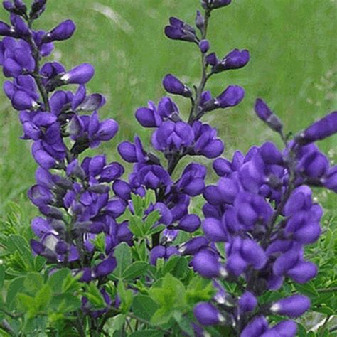 Everwilde Farms - 10 Dwarf Blue Indigo Native Wildflower Seeds - Gold ...