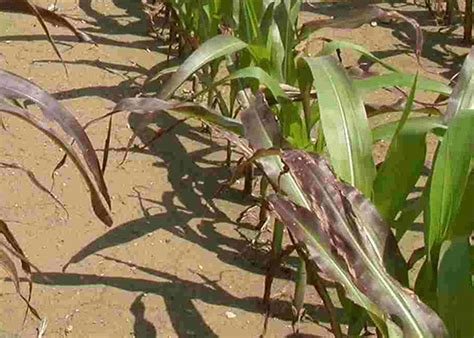 Guide to Phosphorus Deficiency in Corn - PowerAG