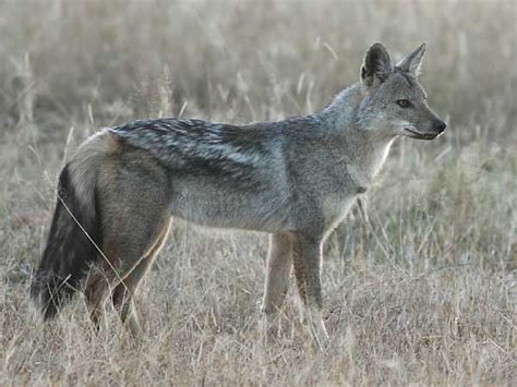 Side-striped jackal standing, side-on view