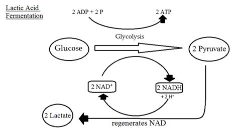 Alcohol Fermentation And Lactic Acid Fermentation