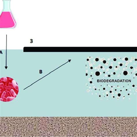 Schematic description of bioremediation (bioaugmentation) process. 1 ...