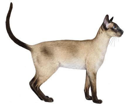 Siamese and Oriental Shorthair Facts - Wisdom Panel™ Cat Breeds