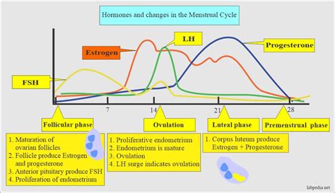 Follicle Stimulating Hormone (FSH) (Follicular Stimulating Hormone ...