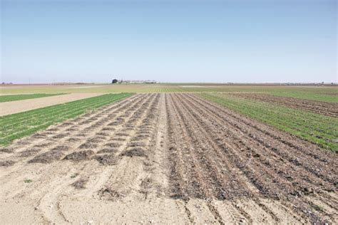 UC study says conservation tillage good for cotton, tomatoes | Local ...