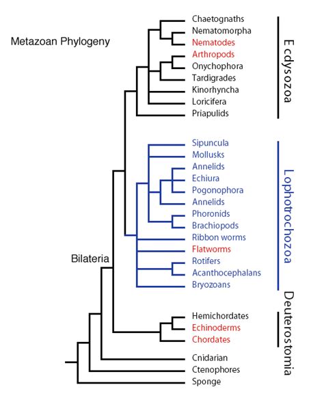 Phylum Chordata Diagram