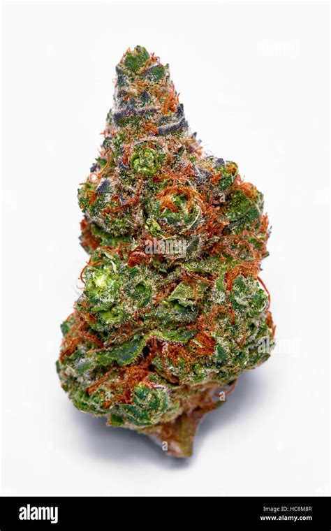 Close up photo of marijuana bud(s) isolated on background Stock Photo ...