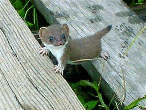 A baby "stoat" weasel family | Animals you gotta love!! | Pinterest