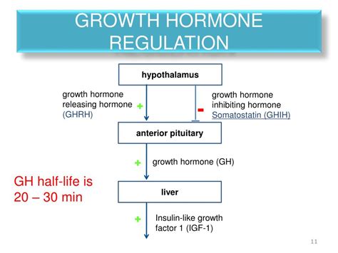 PPT - GROWTH HORMONE PowerPoint Presentation, free download - ID:2765002