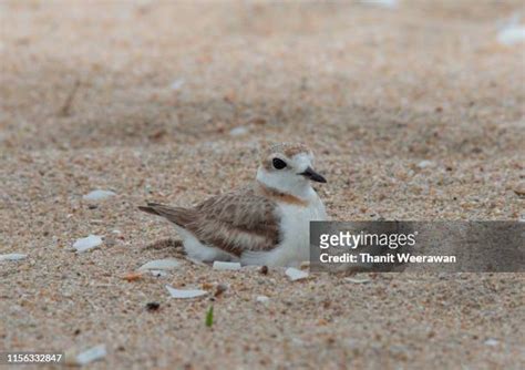 136 Plover Eggs Stock Photos, High-Res Pictures, and Images - Getty Images