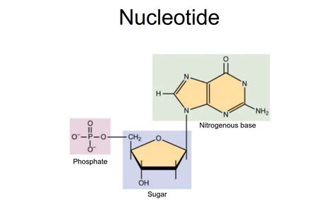 Nucleic Acids - Function, Examples, and Monomers