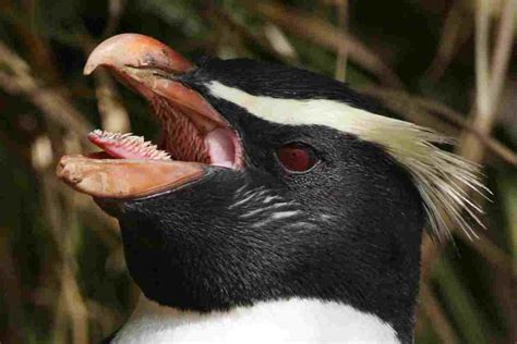 Il pinguino che dovrà compiere un viaggio epico per tornare a casa