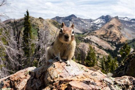 These 15 Photos Of Idaho Wildlife Will Drop Your Jaw | Wildlife, Idaho ...