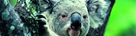 Mating and Reproductive Information | Koalaforce