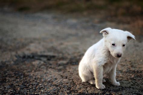 sad dog - Northshore Veterinary Hospital - Bellingham, WA