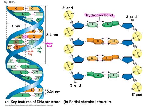 bi·ol·o·gy (bīˈäləjē) : Structure of DNA and Nucleotides