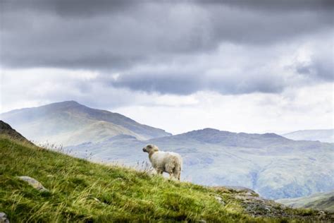 90+ Sheep On Snowdon Mountain Stock Photos, Pictures & Royalty-Free ...