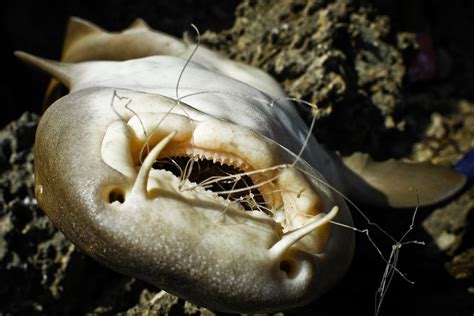 Heartbreaking Photos Show What Your Trash Does To Animals | HuffPost