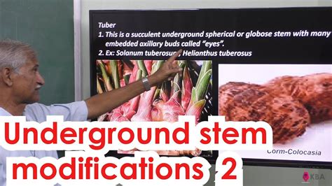 20.Botany | Vegetative Morphology | Underground stem modifications 2 ...